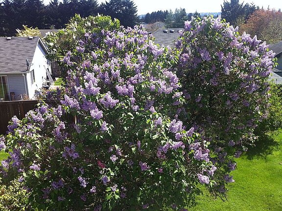 lilacs from the 2nd floor
