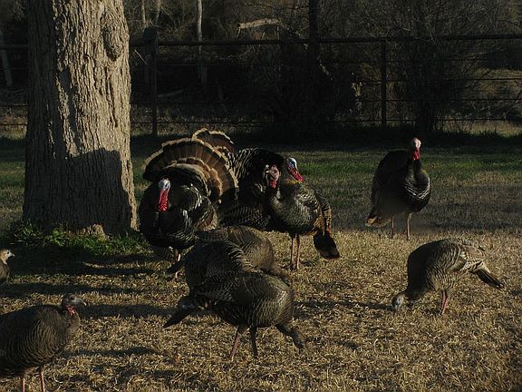 Turkeys