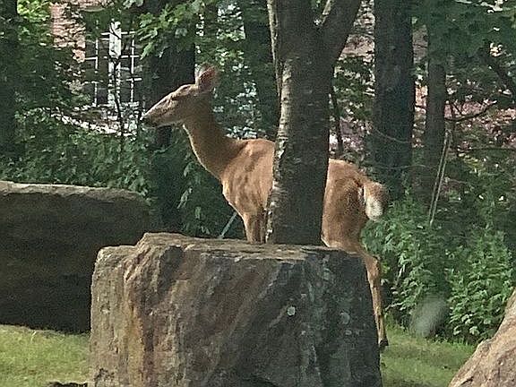 Wildlife Immersion