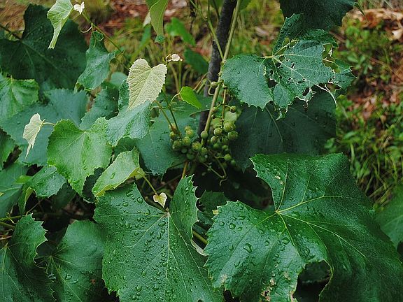 Haverhill's wine country