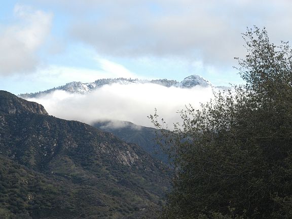 Distant Giant Sequoias