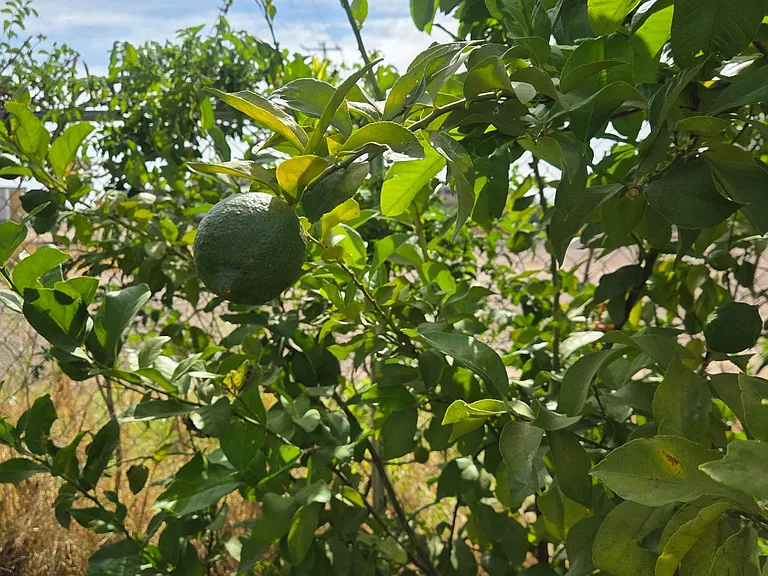 Citrus trees