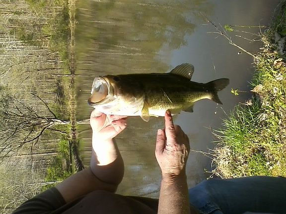Bass, Crappie and Bream