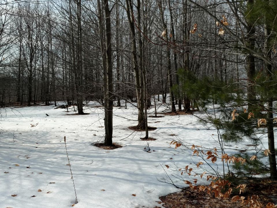 1st image of 300 S 96th Ave