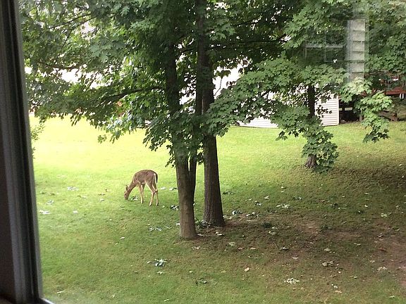 side yard