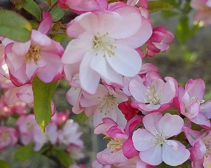 Springtime in the front yard
