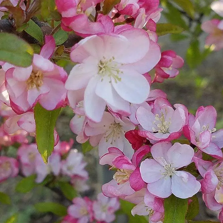 Springtime in the front yard