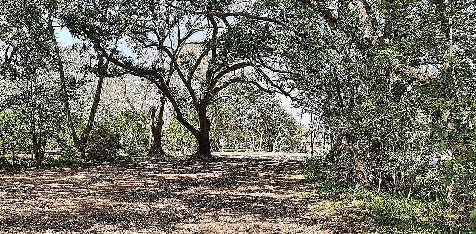 Gorgeous Trees