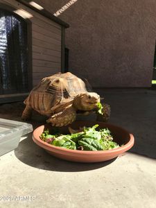 5127 W Dobbins Rd, Laveen, AZ, 85339