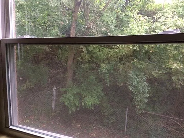 wooded view from bedroom windows