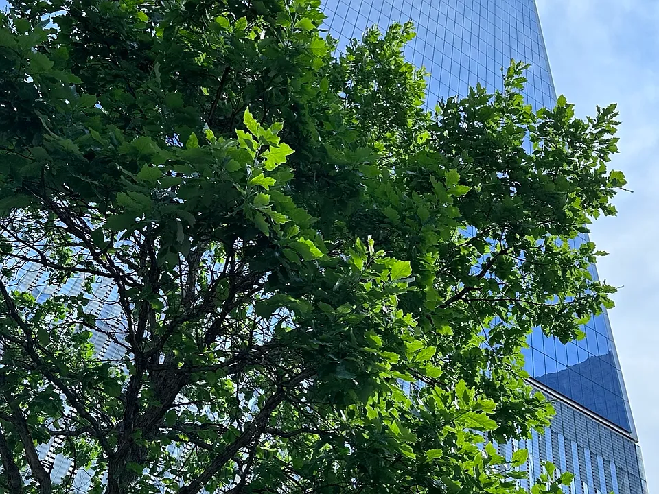 41-42 College Point Blvd