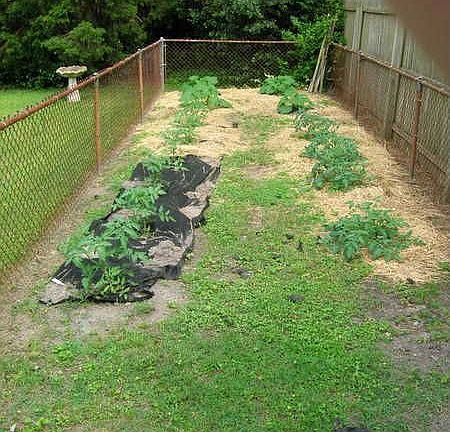 Garden planted in backyard with tomatoes & squash