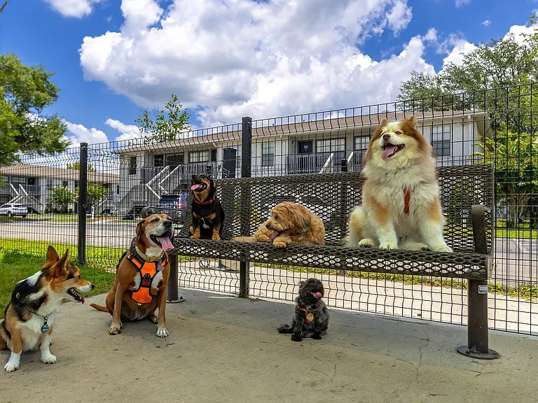 Embrace pet-friendly living in Gainesville with our off-leash dog park! Watch your furry friend thrive in a pet paradise welcome to dogs of all sizes.
