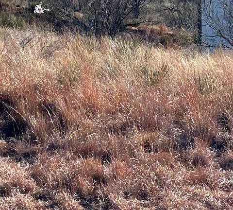 3rd image of Elizabeth St