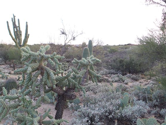 3rd image of 11810 E Calle Javelina