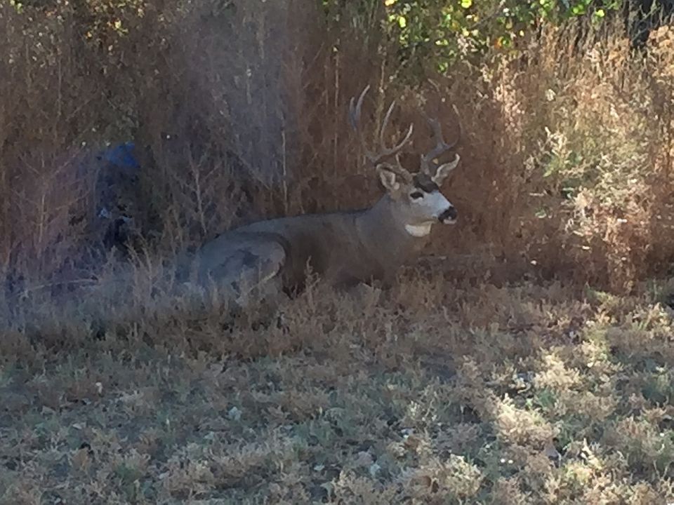 Always in the back yard hang