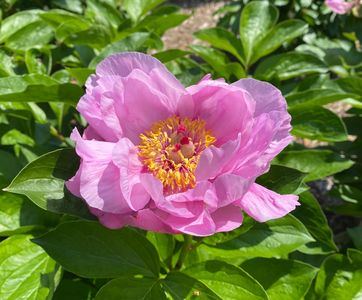 (Undisclosed Address), Cheboygan, MI, 49721