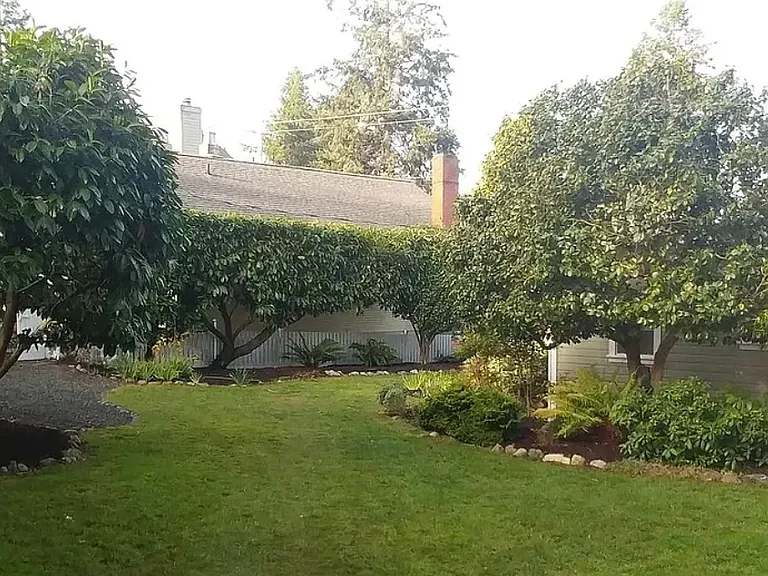 Back yard