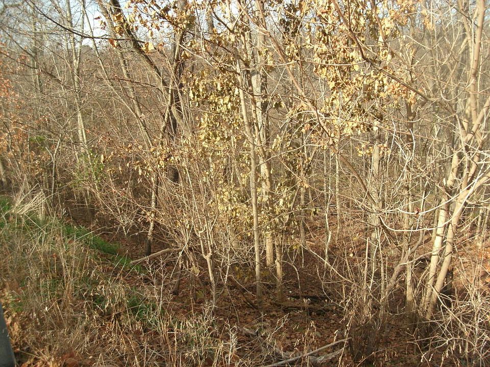 2nd image of 681 Grindstone Rd
