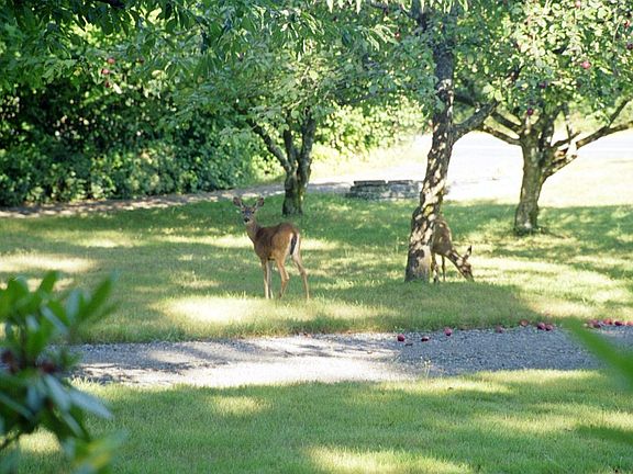 Orchard (view from downstairs BR