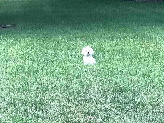 Big Yard Little Dog