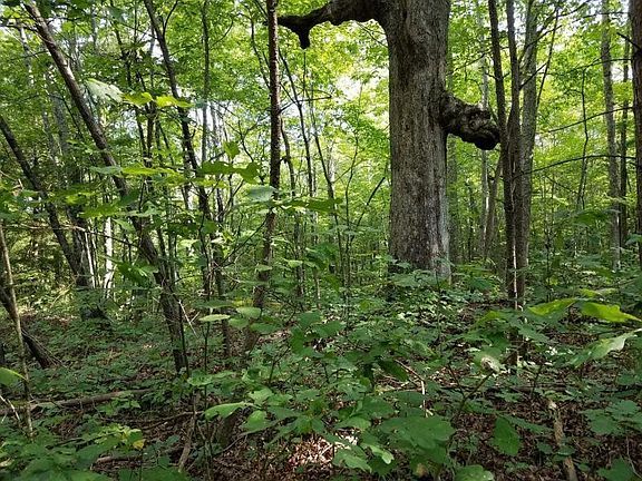 3rd image of 5410 Blackhouse Mountain Rd