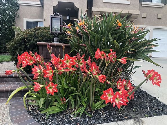 Amarillis blooms abundantly in the spring