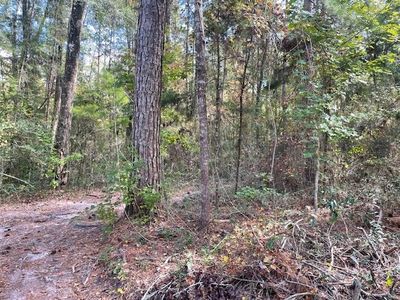 Holy Ghost Ct, Crawfordville, FL, 32327