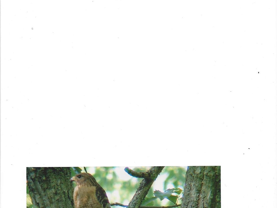 resident red shouldered hawk