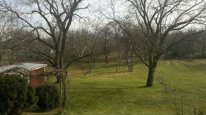 Backy Yard - Fruit Trees And Children's Jungle Gym
