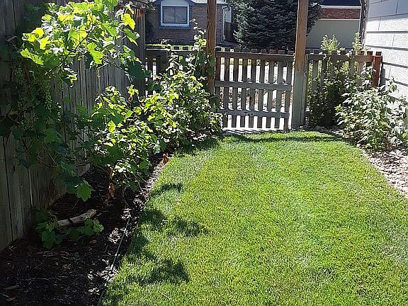 Yard next to Garage w/Grapes