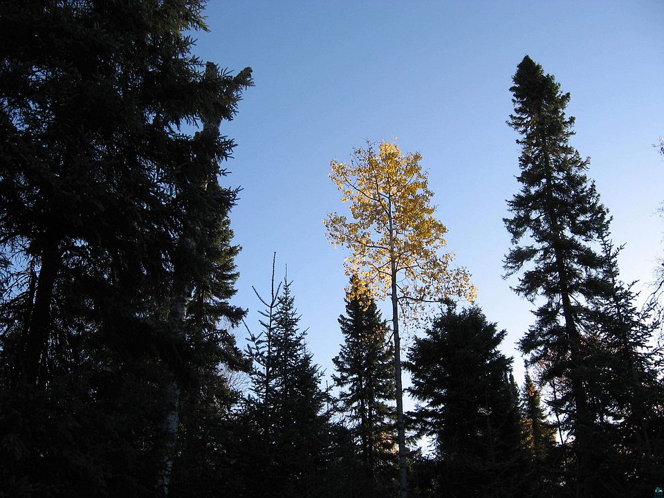 32XX N Caps Trl, Lutsen, MN 55612 MLS 6108876 Zillow