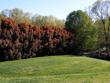 Back yard