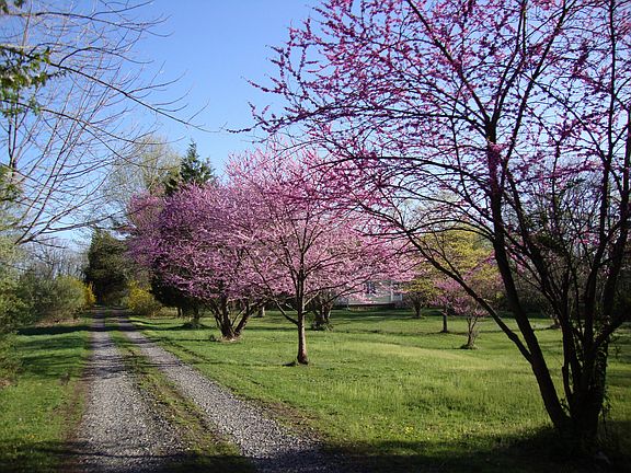 driveway in