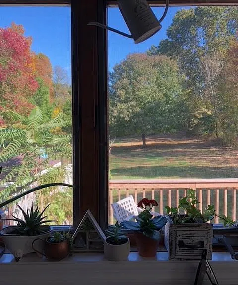View from kitchen window