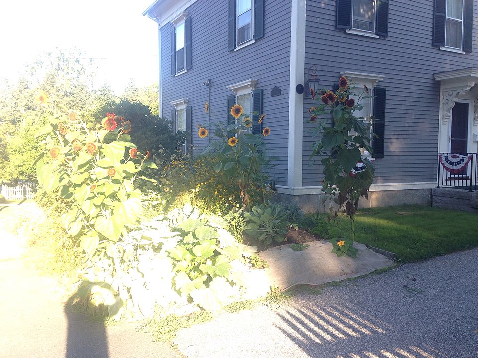 Sunflowers in front of house