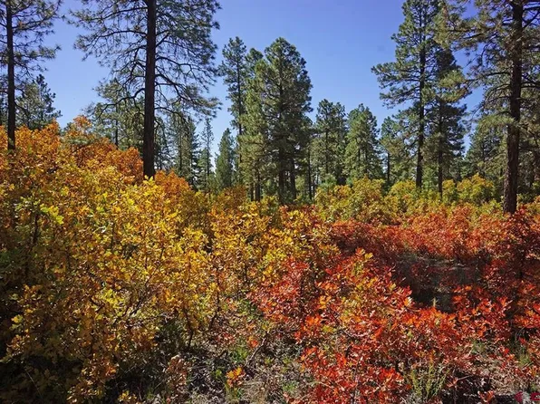 7 Road T.7, Mancos, CO 81328