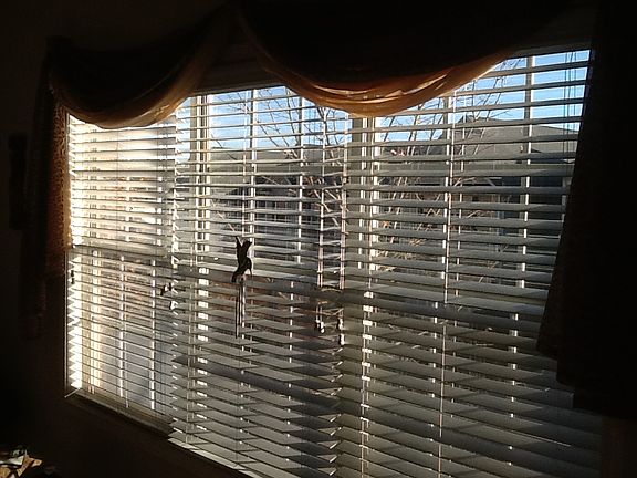 2nd image of 695 Shadow Lakes Dr