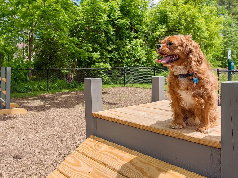 Our off-leash dog park offers a safe haven for your pet. Let them run, play, and explore in a protected space just for them.