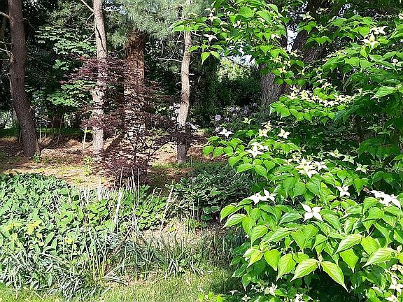 Kousa dogw'd &Japanese Maple