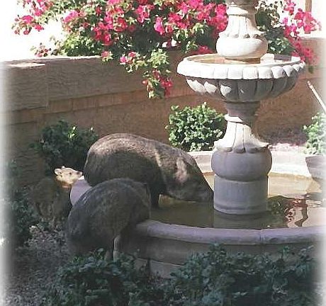 Javelina Visit Courtyard Fountain 