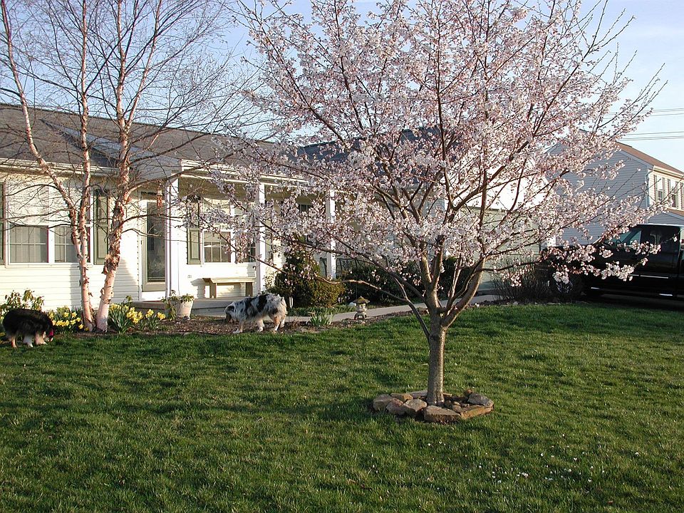 front of house in spring