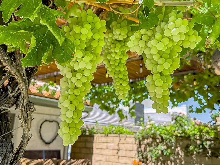 Edible green grapes