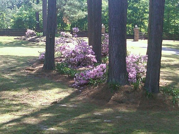 front yard in spring