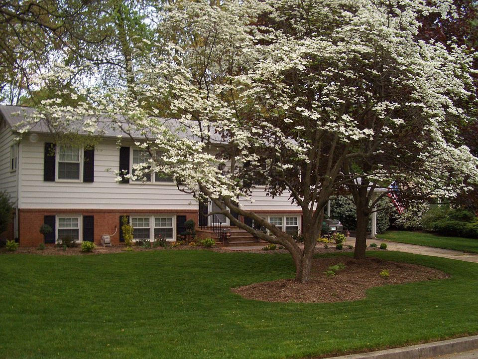 Dogwood & Maple Tree