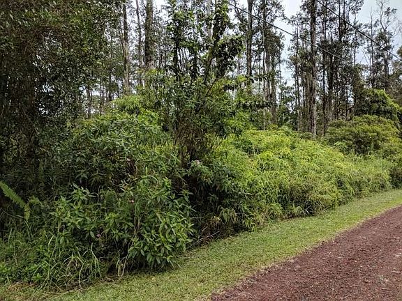 5th image of Hibiscus Dr Lot 63