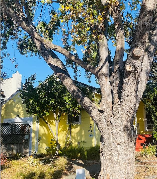 Oak Tree Front Yard