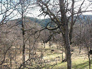 Pasture view from home area