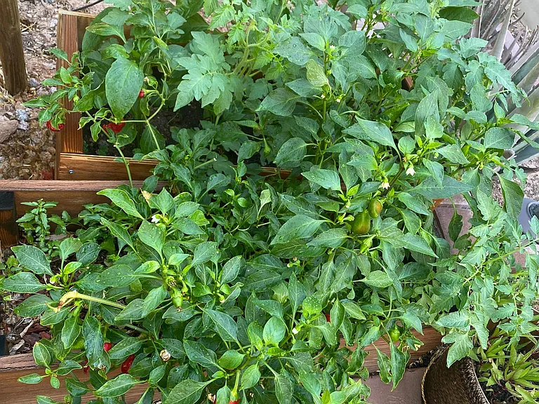 Mild spicy peppers in the backyard. You can eat anytime