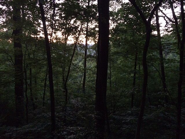 City view below trees